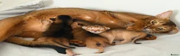 Abyssinian cats for sale: Abyssinian kittens  - Advert 14