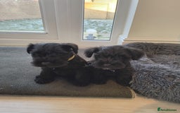 Miniature Schnauzer dogs for sale: Milo & Trent - Image 22