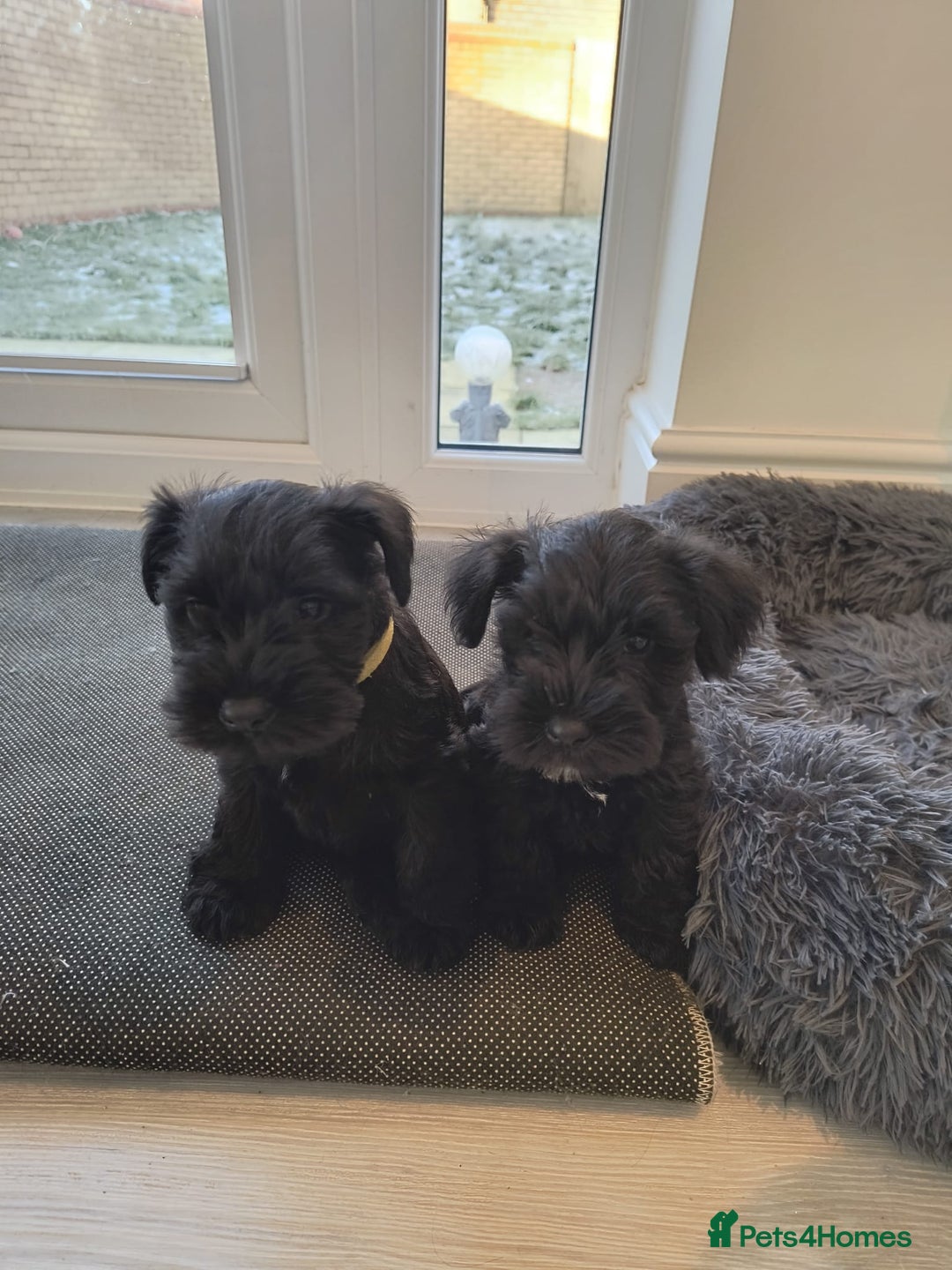 Miniature Schnauzer dogs for sale: Milo & Trent - Image 22