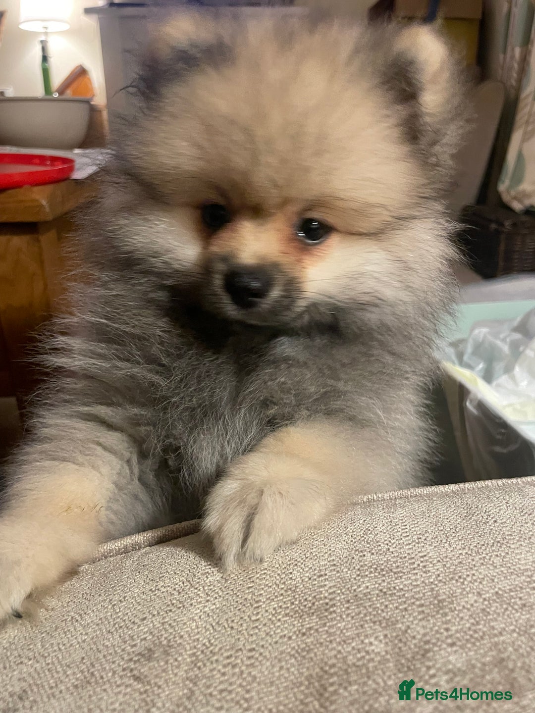 Pomeranian dogs for sale: KC Reg 5⭐️Poms champions & Russian bloodline  - Advert 28