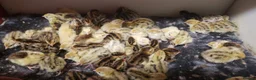 Quail poultry for sale: Quail Japanese/Italian, Celadon, Chinese/Button - Advert 3