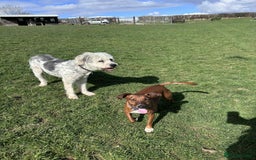 Mixed Breed dogs for adoption: Brian is looking for a home -Mioritic Shepherd  - Image 2