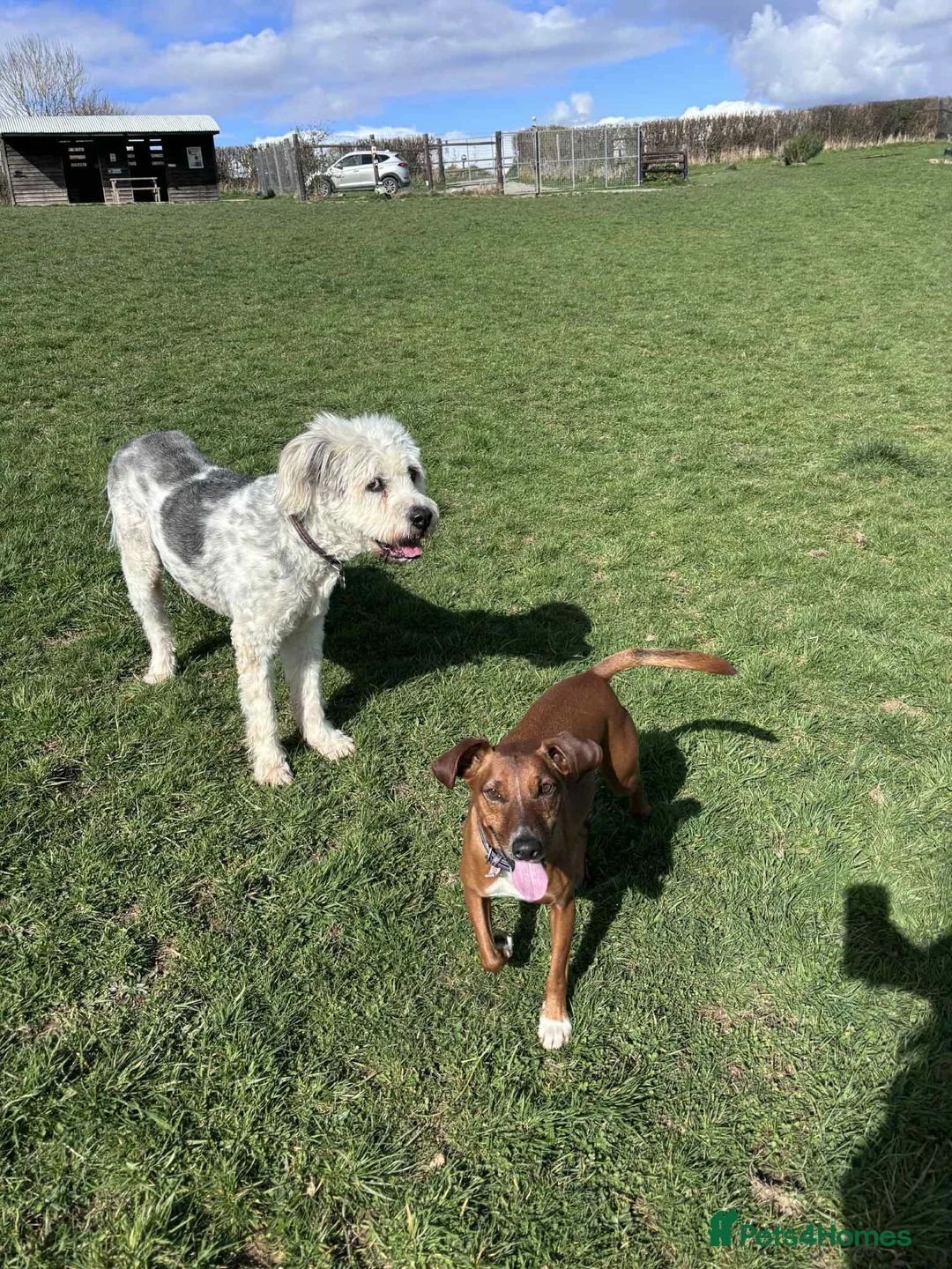 Mixed Breed dogs for adoption: Brian is looking for a home -Mioritic Shepherd  - Advert 5