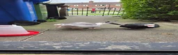 Ducks poultry for sale: Male & female muscovies  - Advert 2