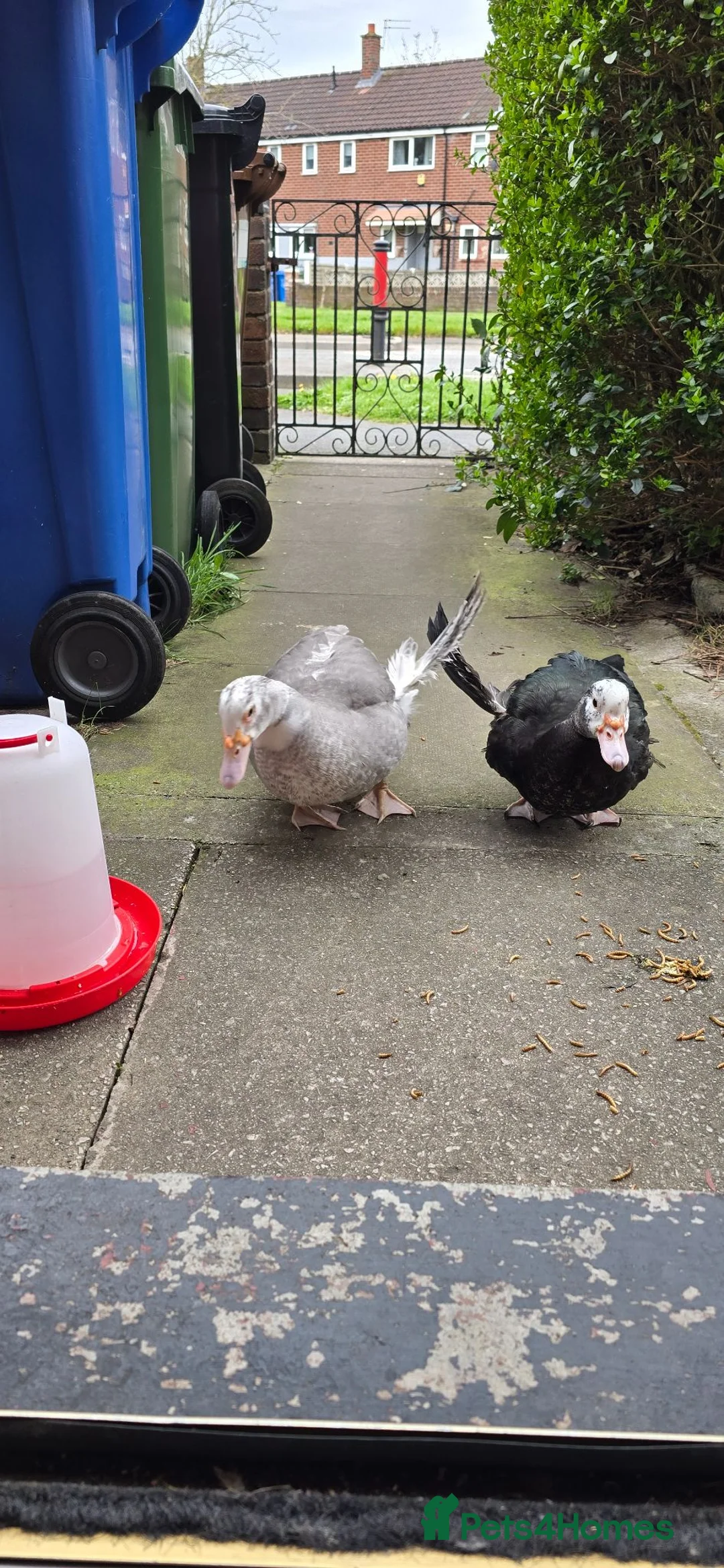 Ducks poultry for sale: Male & female muscovies  - Advert 2
