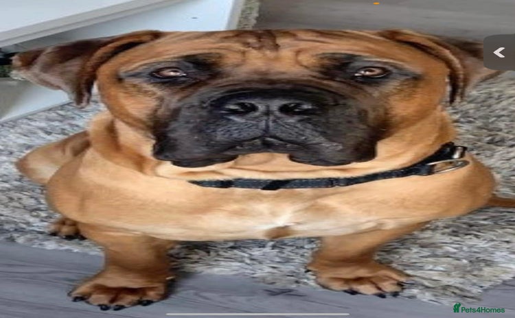 Bullmastiff dogs Free  - Advert 1