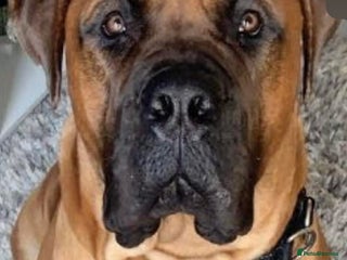 Bullmastiff dogs Free - Advert 2