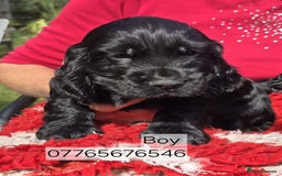 Cocker Spaniel dogs for sale: Show Cocker Spaniel Puppies Homebred Licenced - Image 4