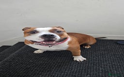 American Bully dogs for sale: 19 month old female pocket bully - Image 7