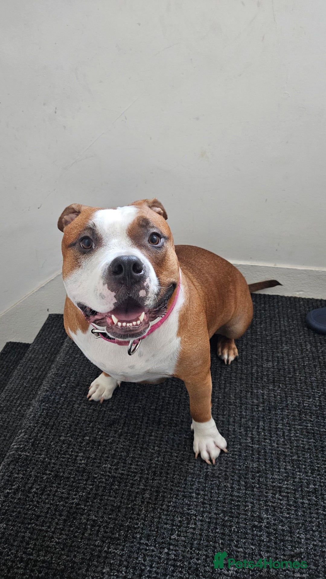 American Bully dogs for sale: 19 month old female pocket bully - Image 7