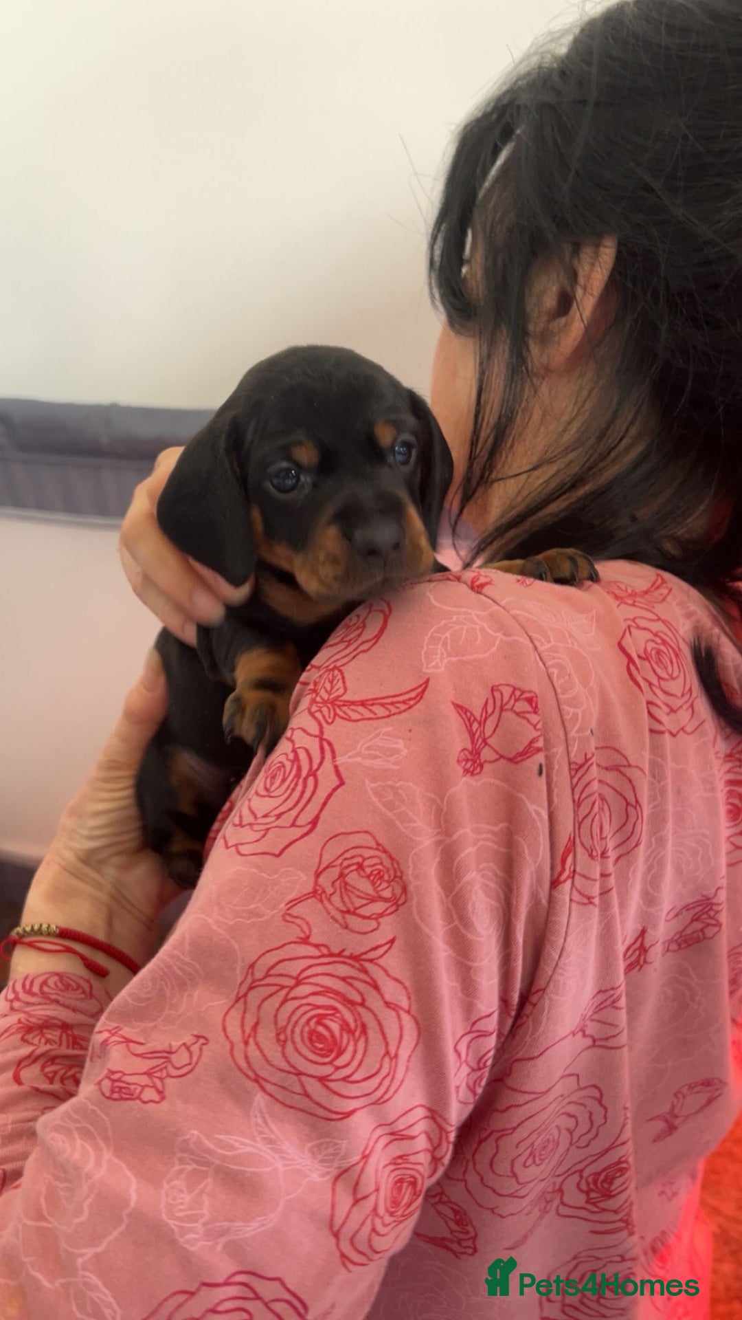 Dachshund dogs for sale: Dachshund puppies  - Advert 5