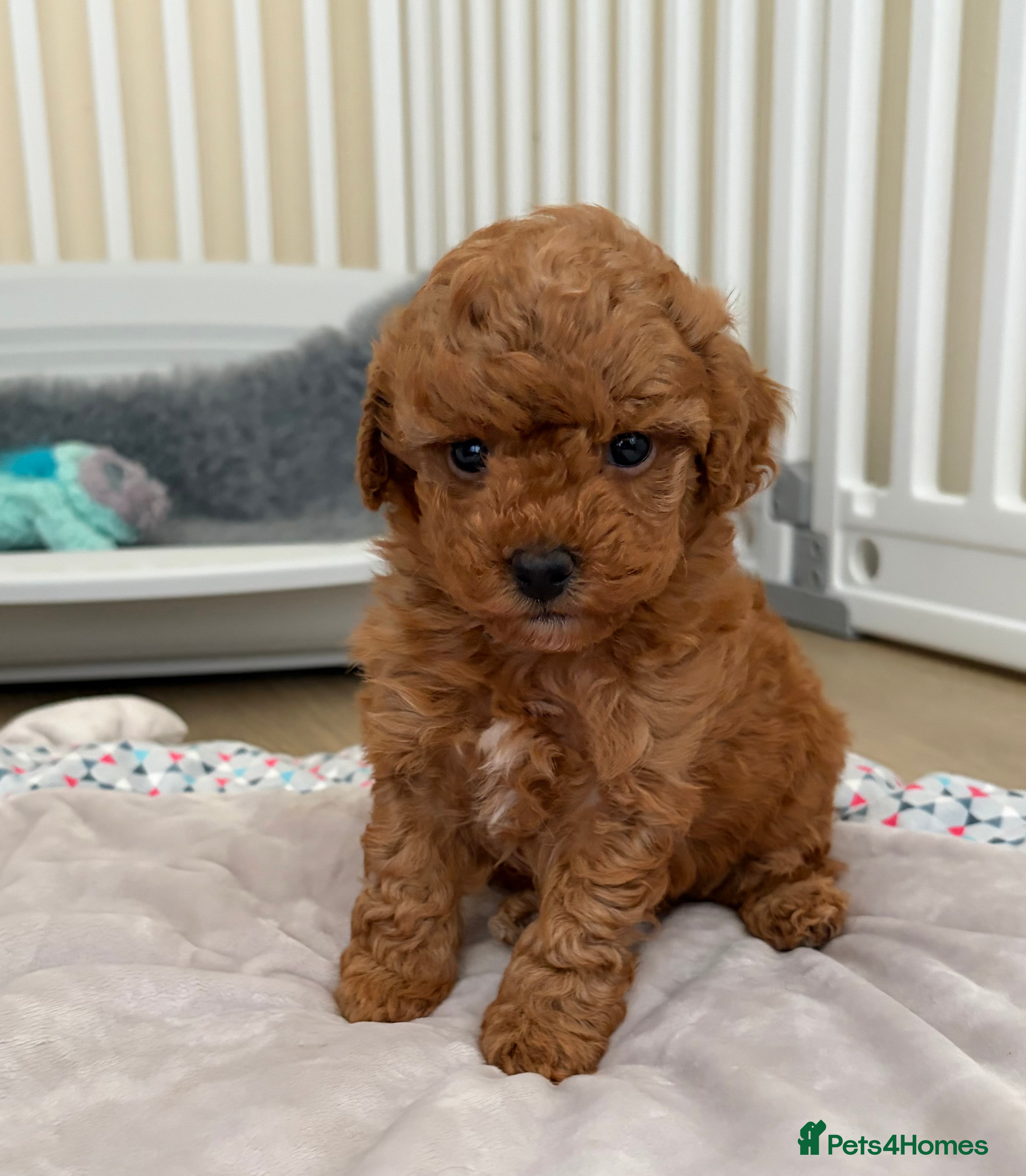 Cockapoo dogs Toy poodle/cockapoo puppies Health tested  - Advert 4