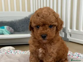 Cockapoo dogs Toy poodle/cockapoo puppies Health tested - Advert 4