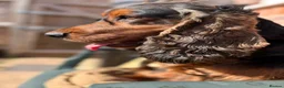 Cocker Spaniel dogs for sale: ✨health tested KC registered show type babies✨ - Advert 10