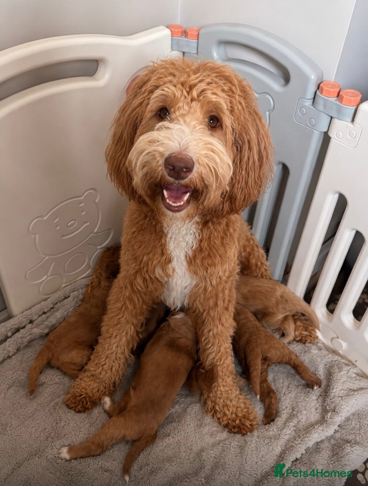 Mixed Breed dogs Beautiful Multigen Labradoodles  - Advert 1