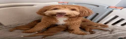 Mixed Breed dogs for sale: Beautiful Multigen Labradoodles  - Advert 1