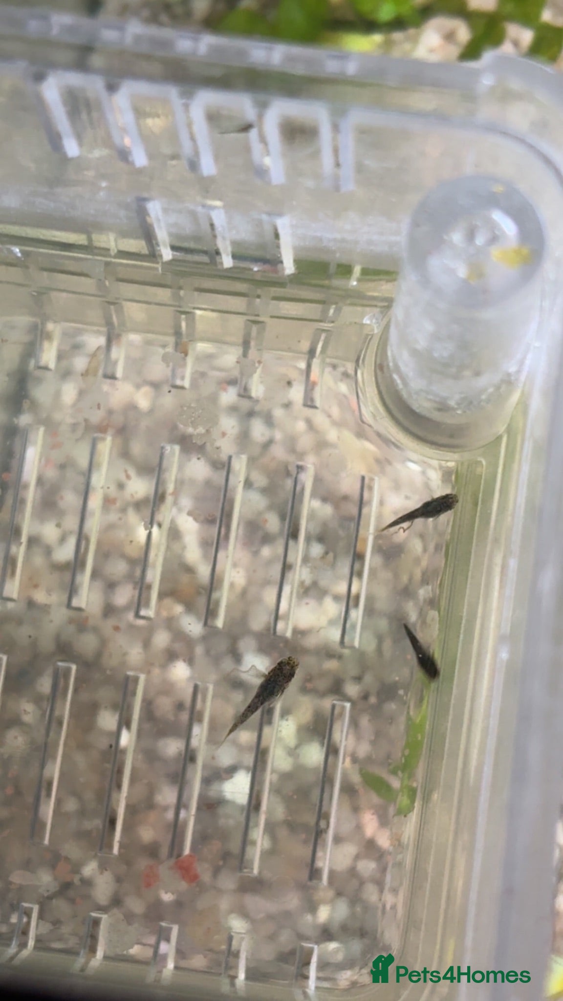 Other/Mixed Breed fish 1 male molly and 3 guppyxmolly mix baby’s  - Advert 4