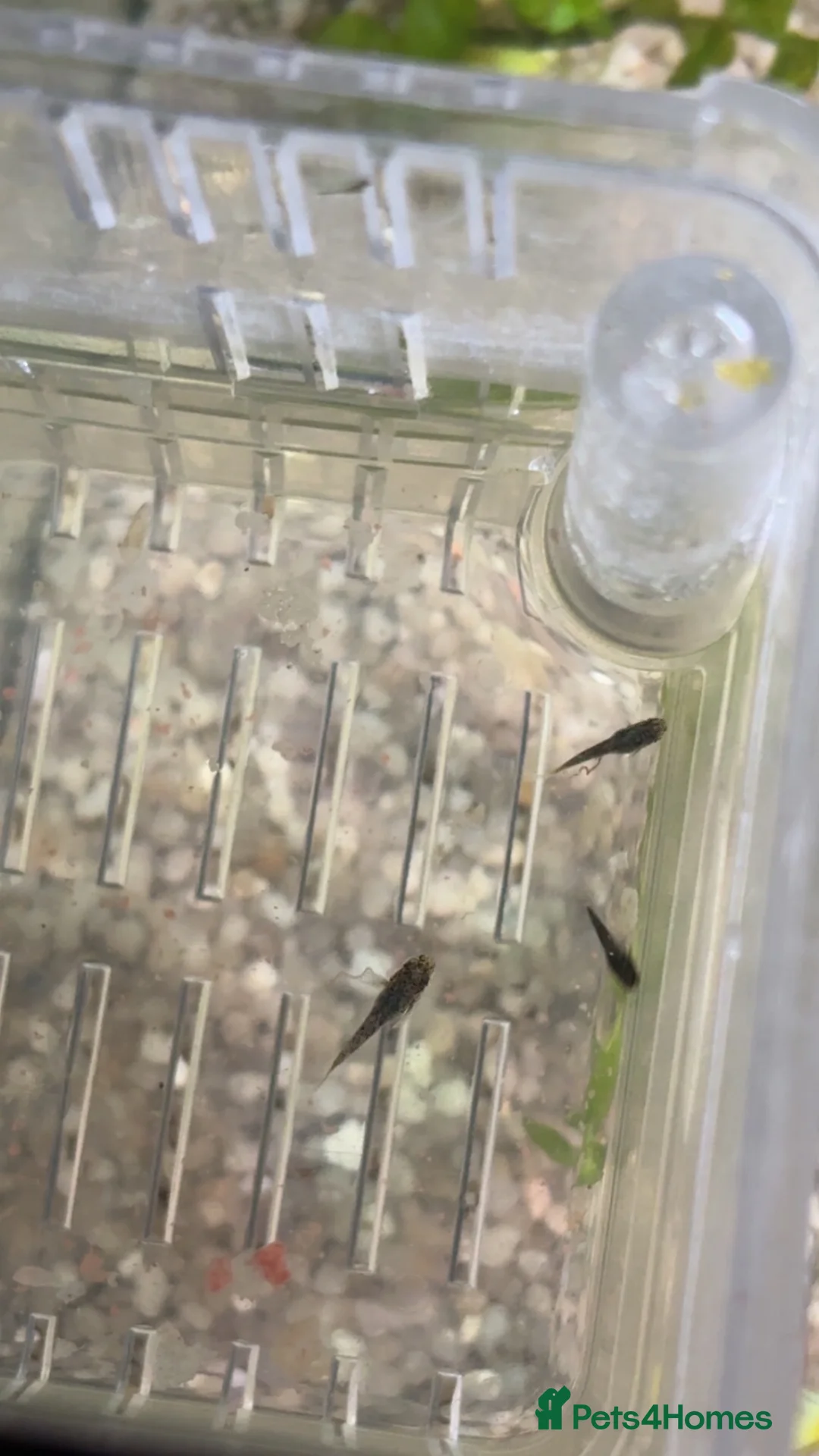 Other/Mixed Breed fish for sale: 1 male molly and 3 guppyxmolly mix baby’s  - Advert 1