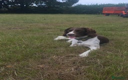 English Springer Spaniel dogs for stud: Teddy.  English Springer Spaniel - Image 2