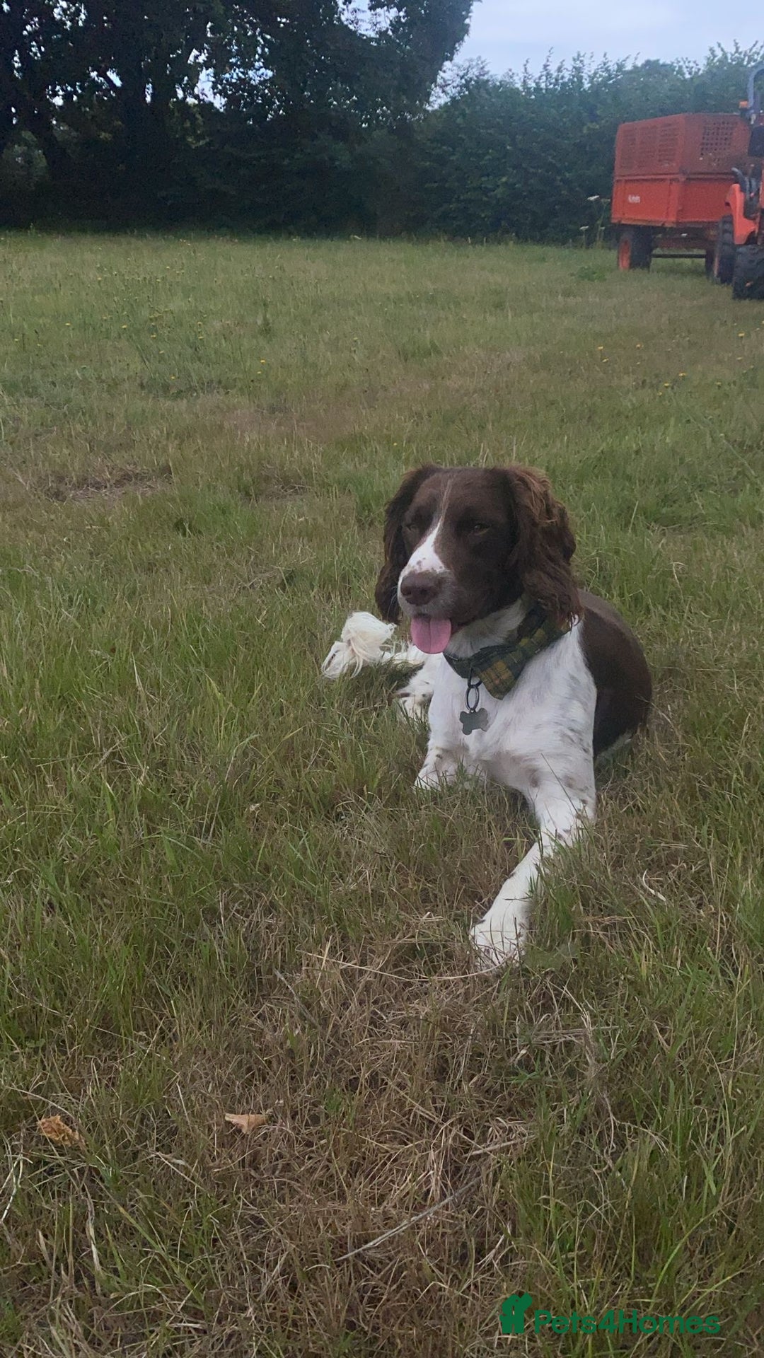 English Springer Spaniel dogs for stud: Teddy.  English Springer Spaniel - Image 2