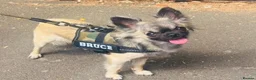 Chihuahua dogs for stud: Chihuahua STUD DOG  - Advert 3