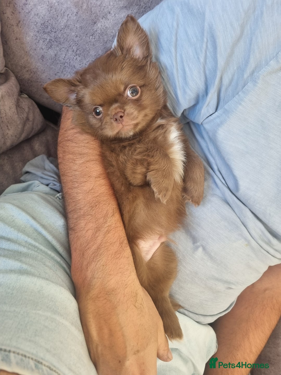 Chihuahua dogs for sale: Stunning Russian lines, Long haired Chihuahuas  - Image 2