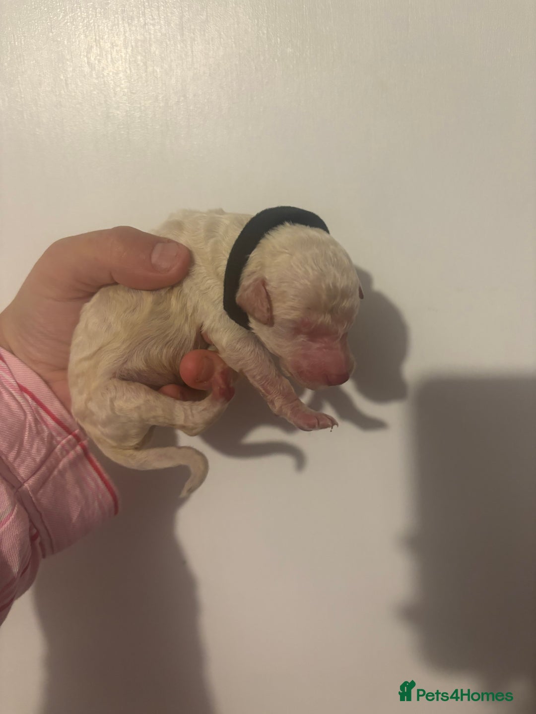 Standard Poodle dogs for sale: Beautiful litter of Standard Poodle Puppies  - Image 10