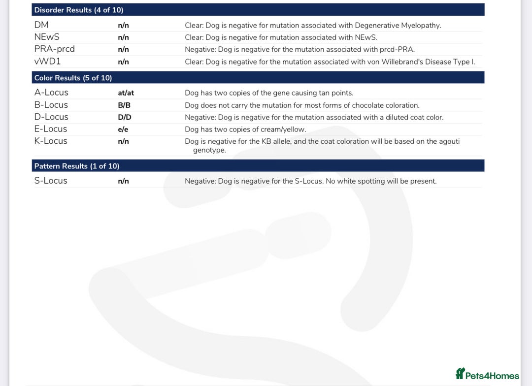 Miniature Poodle dogs for stud: 🇷🇺 Russian import kc reg poodle 🇷🇺  in Newcastle - Advert 11