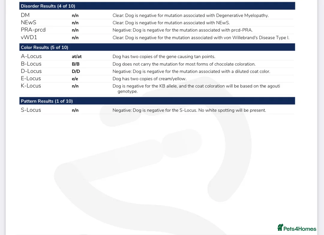 Miniature Poodle dogs for stud: 🇷🇺 Russian import kc reg poodle 🇷🇺  in Newcastle - Advert 11