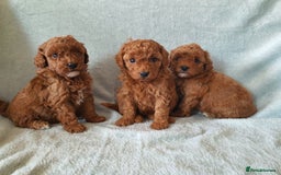 Toy Poodle dogs for sale: Red KC Toy Poodle small puppies - Image 6
