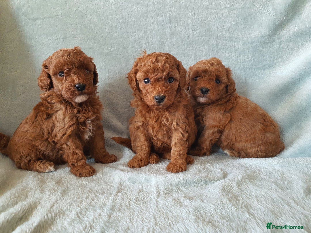Toy Poodle dogs for sale: Red KC Toy Poodle small puppies - Image 6