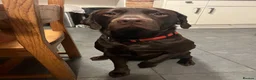 Labrador Retriever dogs for stud: Male Chocolate Labrador for stud  in Norwich - Advert 3