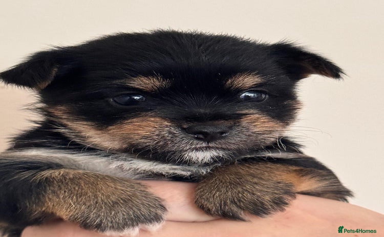 Mixed Breed dogs - Advert 2