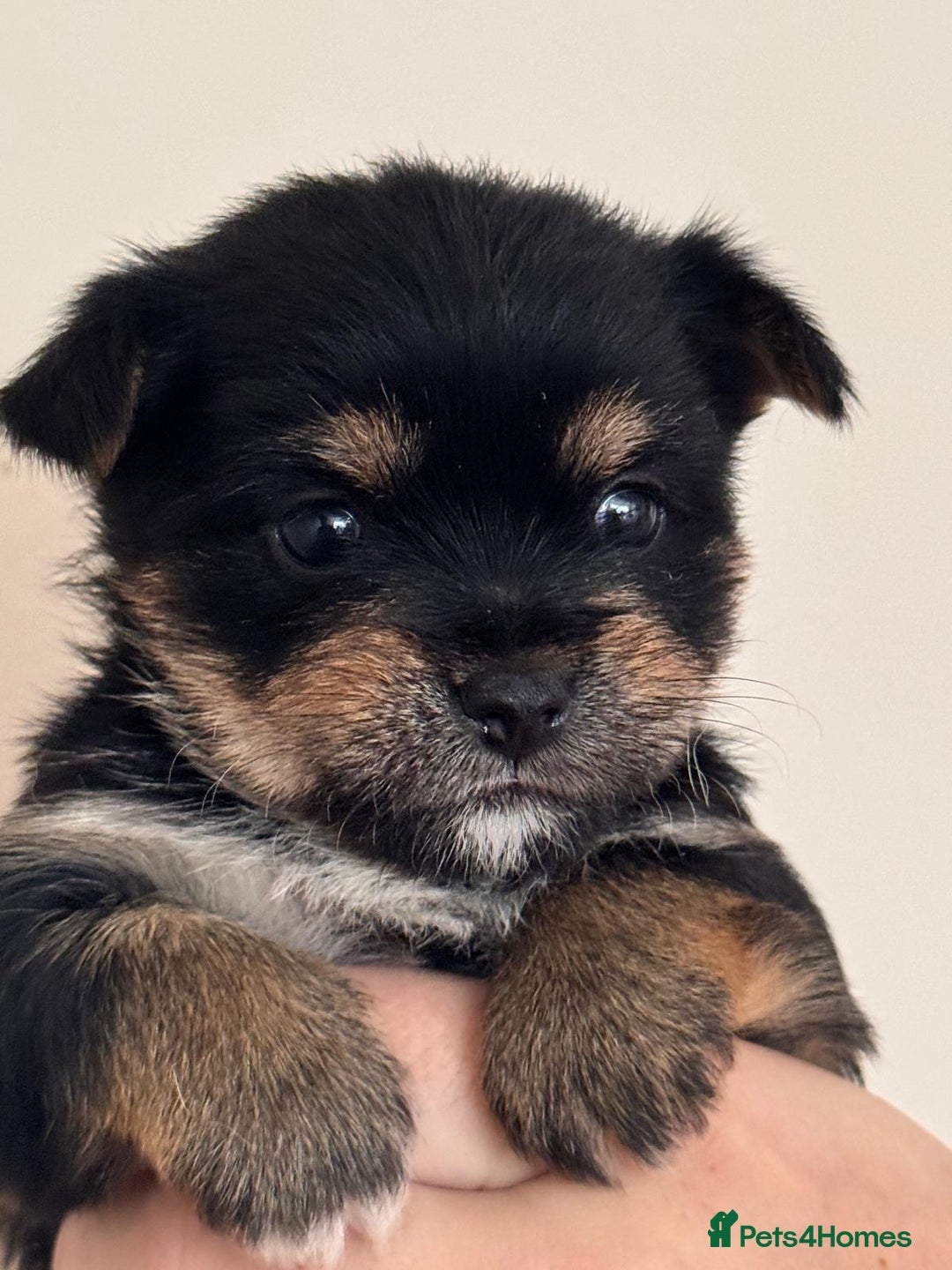 Mixed Breed dogs for sale: Jorkie girl  - Image 1