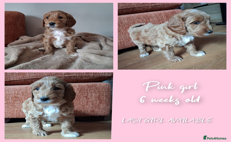 Australian Labradoodle dogs - Advert 3