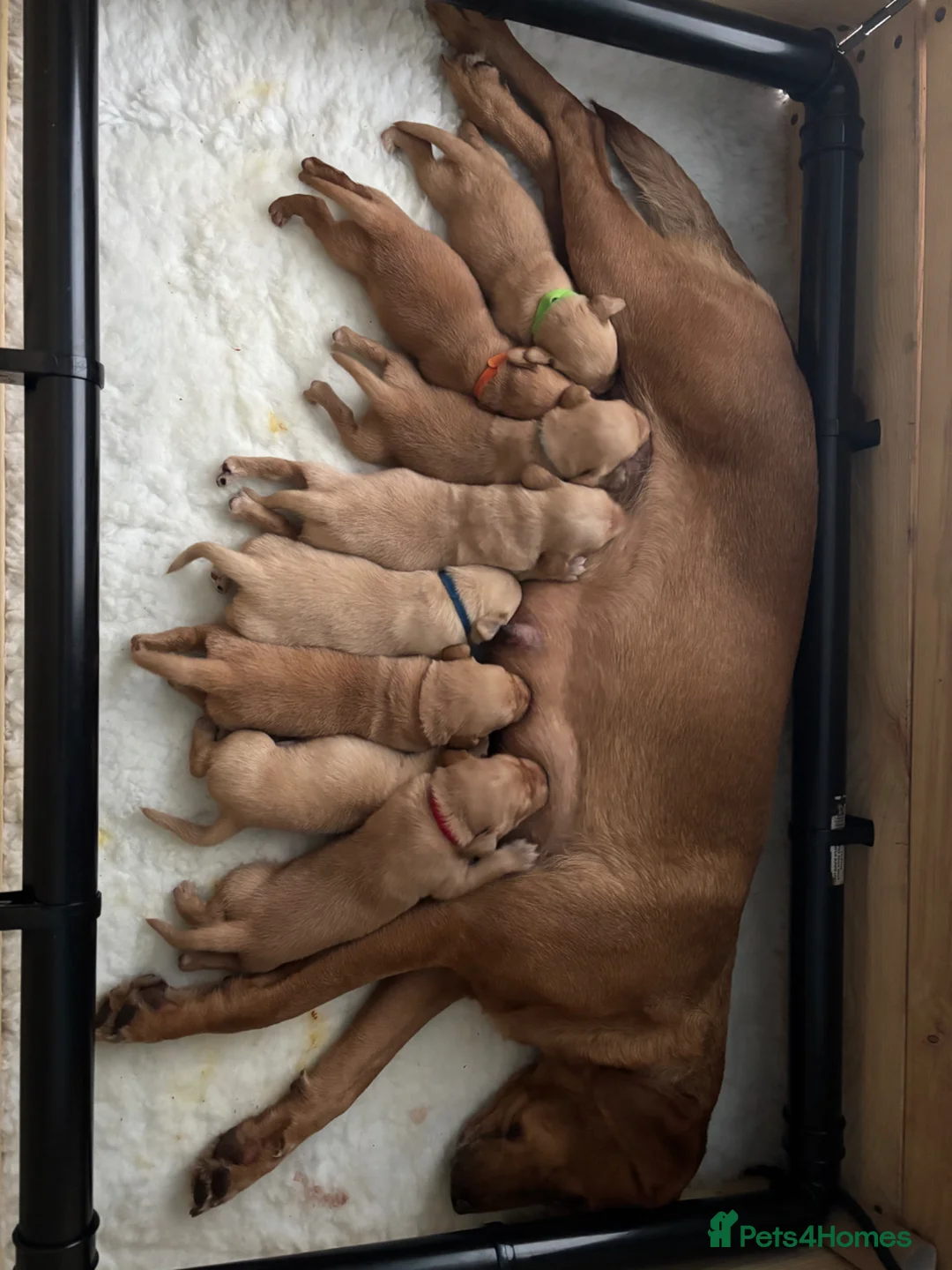 Labrador Retriever dogs for sale: Gorgeous Labrador puppies  - Advert 1