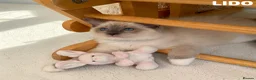 Ragdoll cats for sale: Stunning fluffy blue-point ragdoll female kittens  - Advert 5