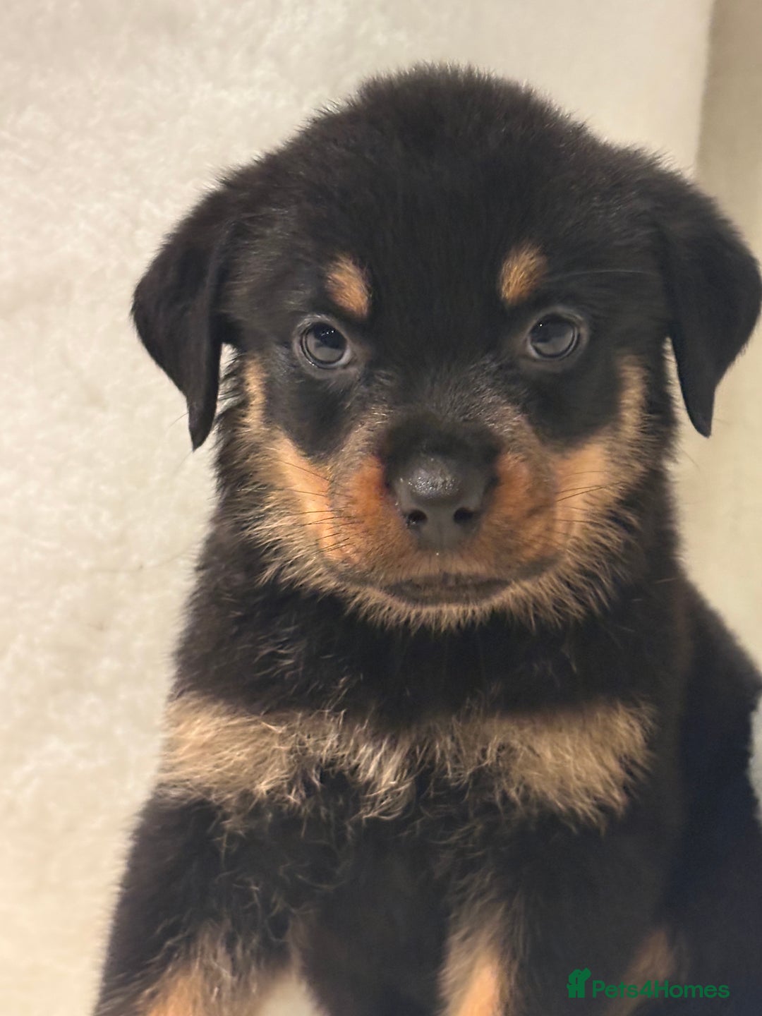 Rottweiler dogs for sale: ROTTWEILER PUPPIES. KC REG. - Advert 37