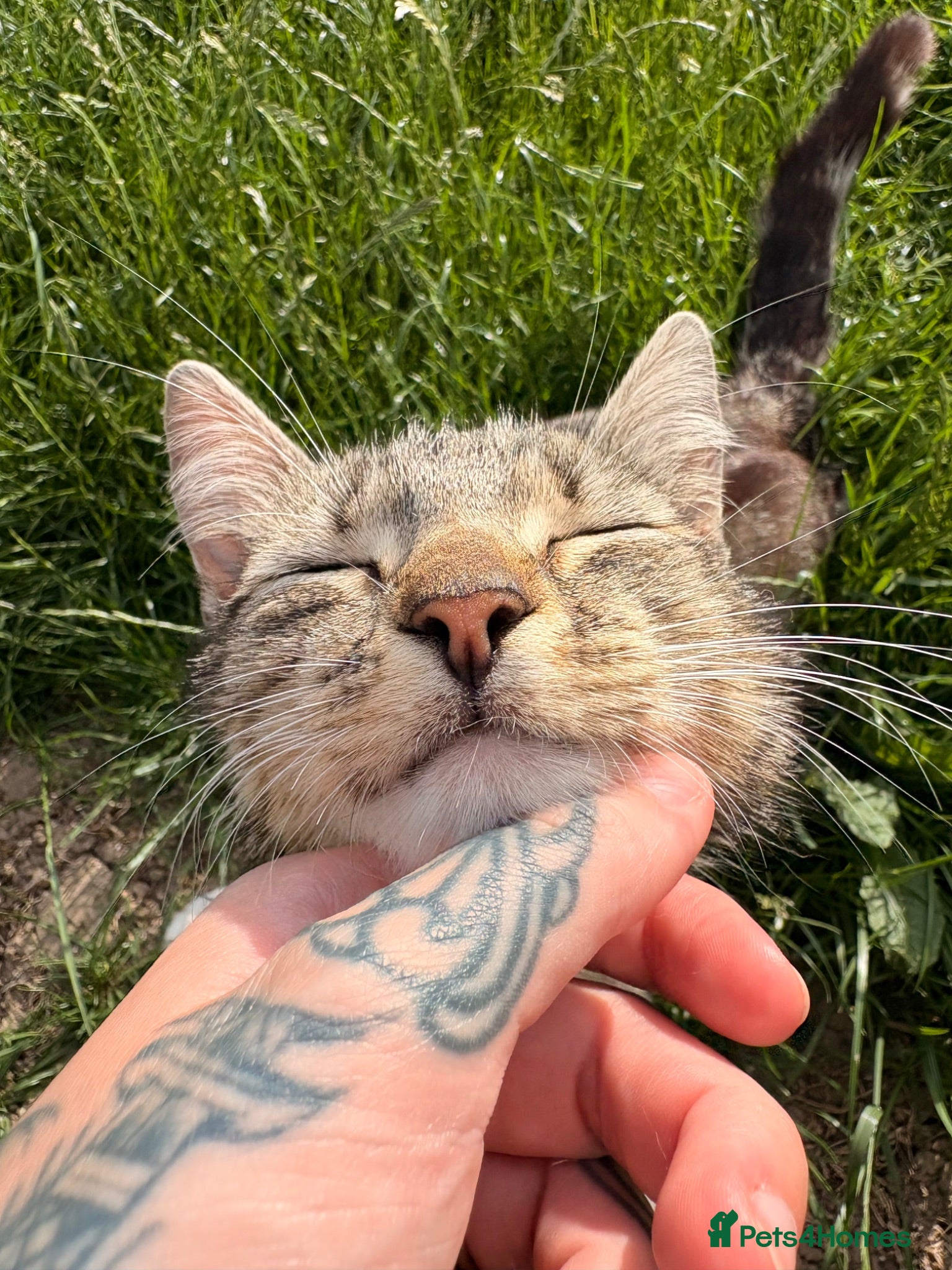 Domestic Shorthair cats FEMALE CAT *FREE* TO A GOOD HOME - Advert 5