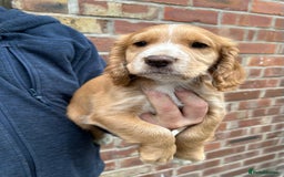 Sprocker dogs for sale: Sprocker puppies mixed litter  - Image 2