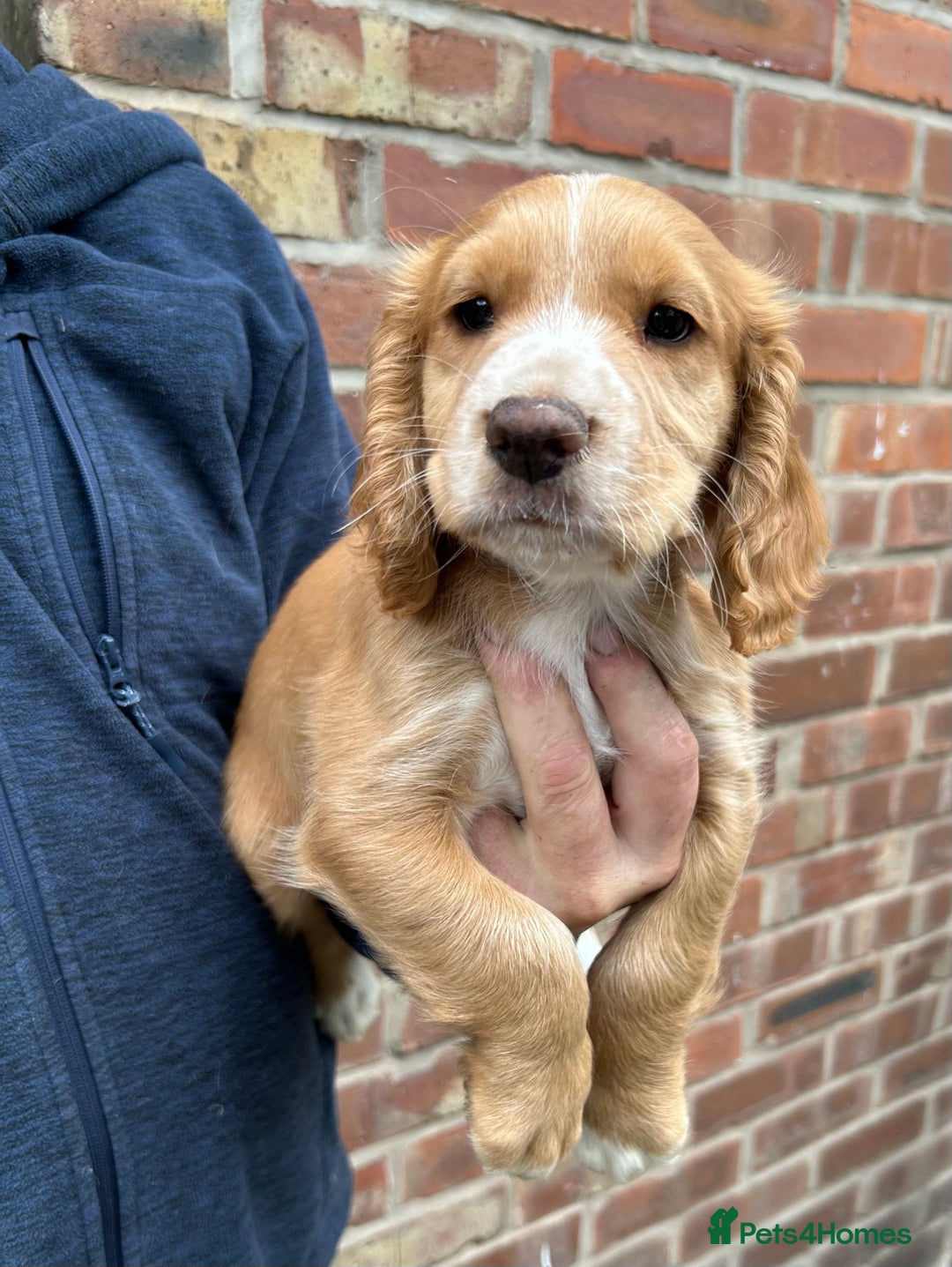 Sprocker dogs for sale: Sprocker puppies mixed litter  - Image 2