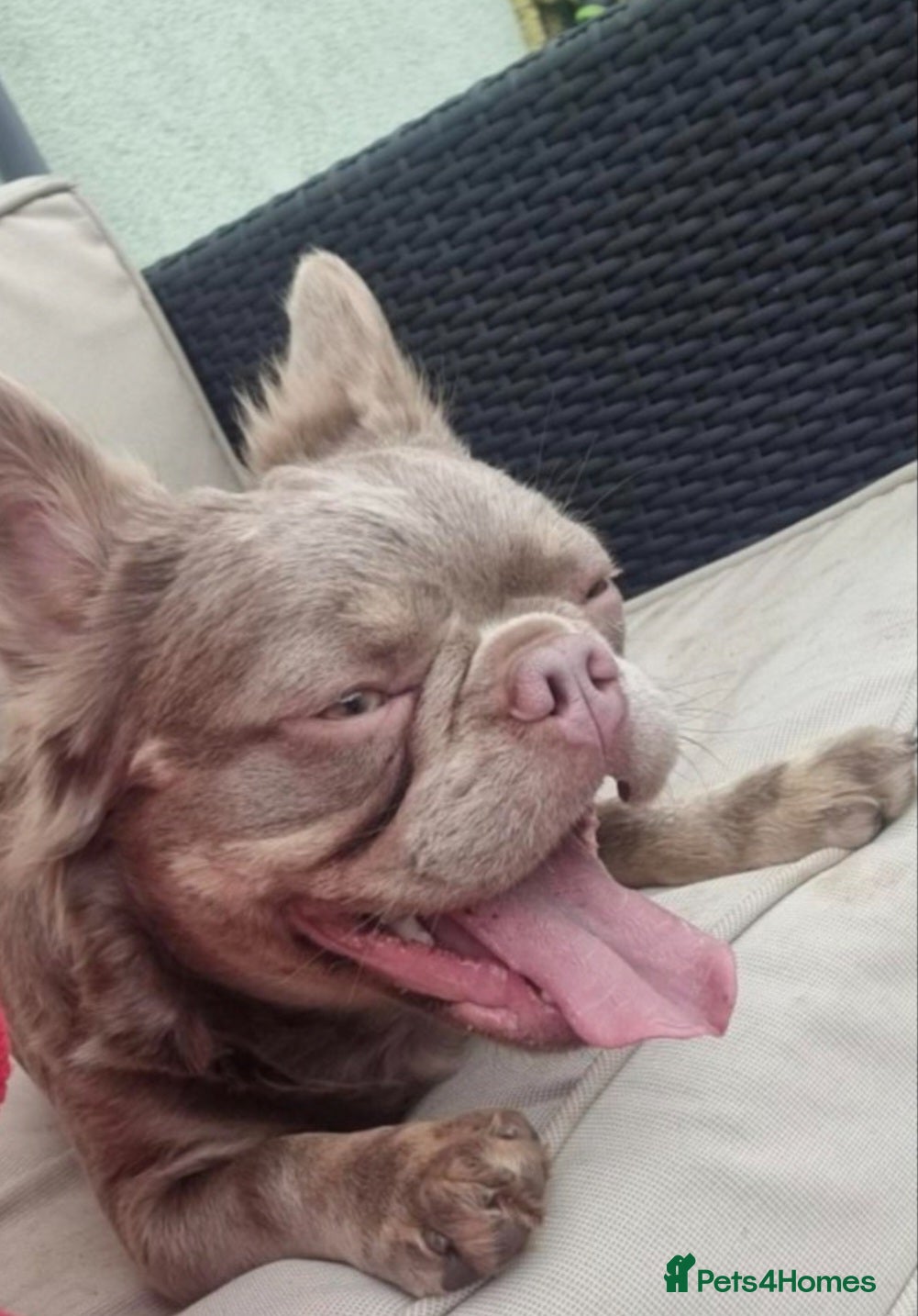 French Bulldog dogs New shade isabella French bulldog fluffy - Advert 2