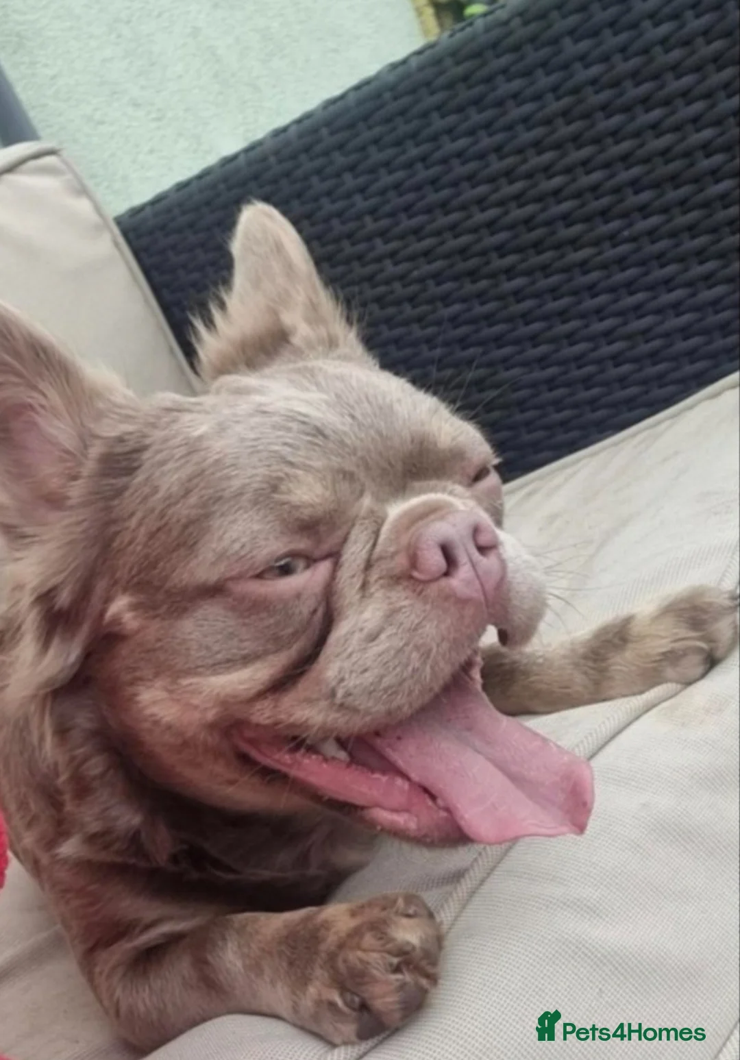 French Bulldog dogs for sale: New shade isabella French bulldog fluffy - Advert 1