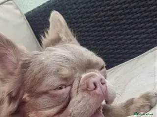 French Bulldog dogs New shade isabella French bulldog fluffy - Advert 1