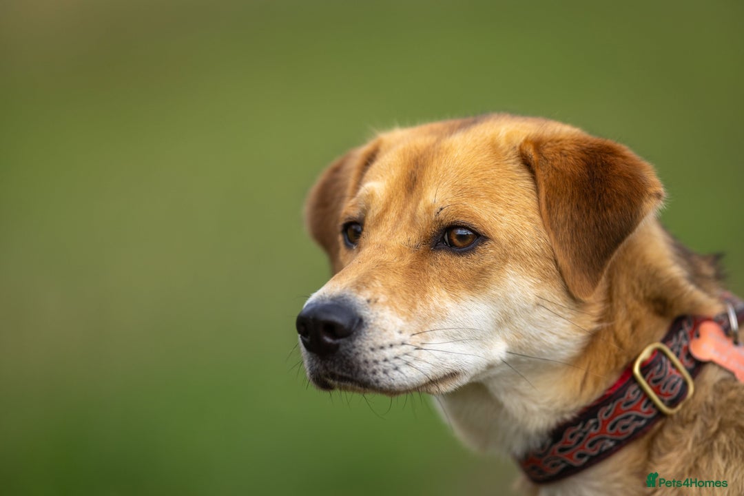 Japanese Shiba Inu dogs for adoption: Kyoto, 1 yr old female Shiba Inu X for adoption - Image 3