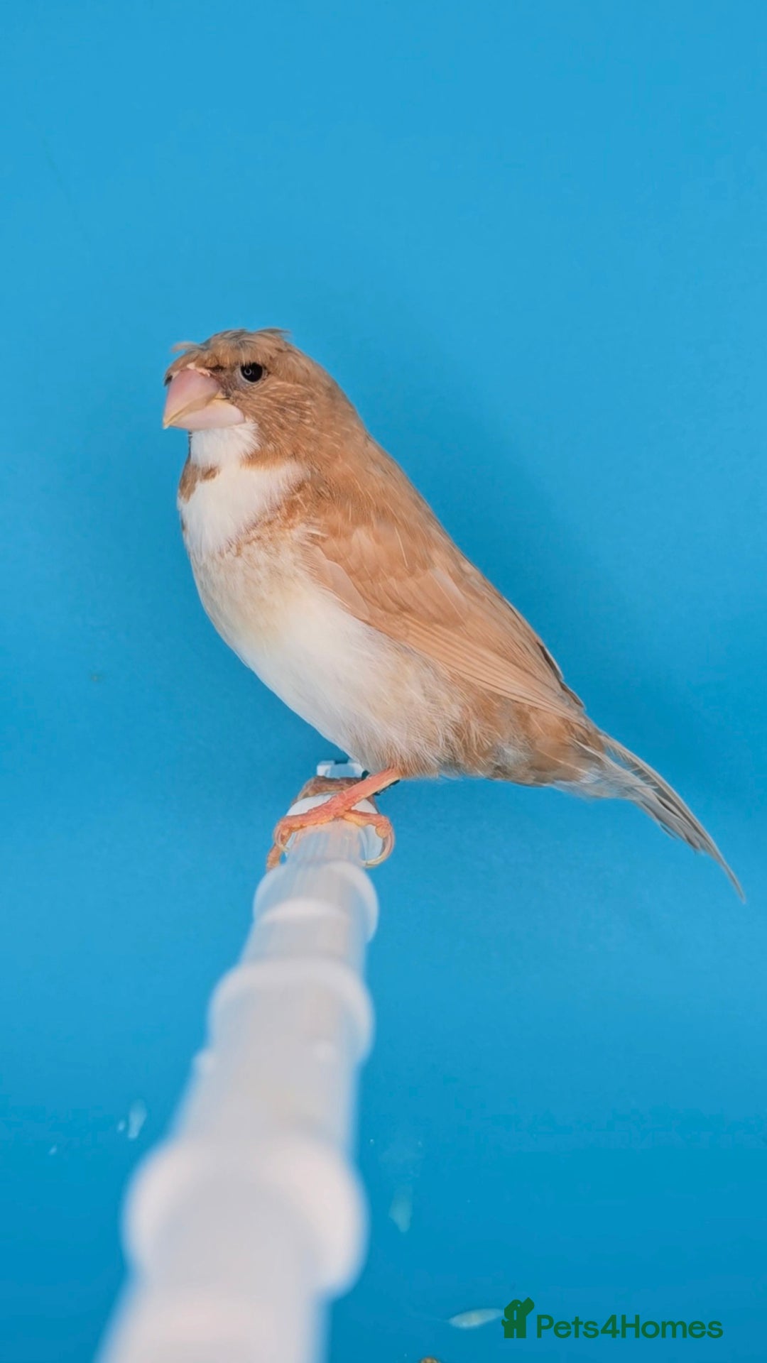 Finches birds for sale: Bengalese finches  - Advert 6