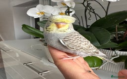 Budgerigars birds for sale: Hand Tame male crested baby budgie  - Image 2