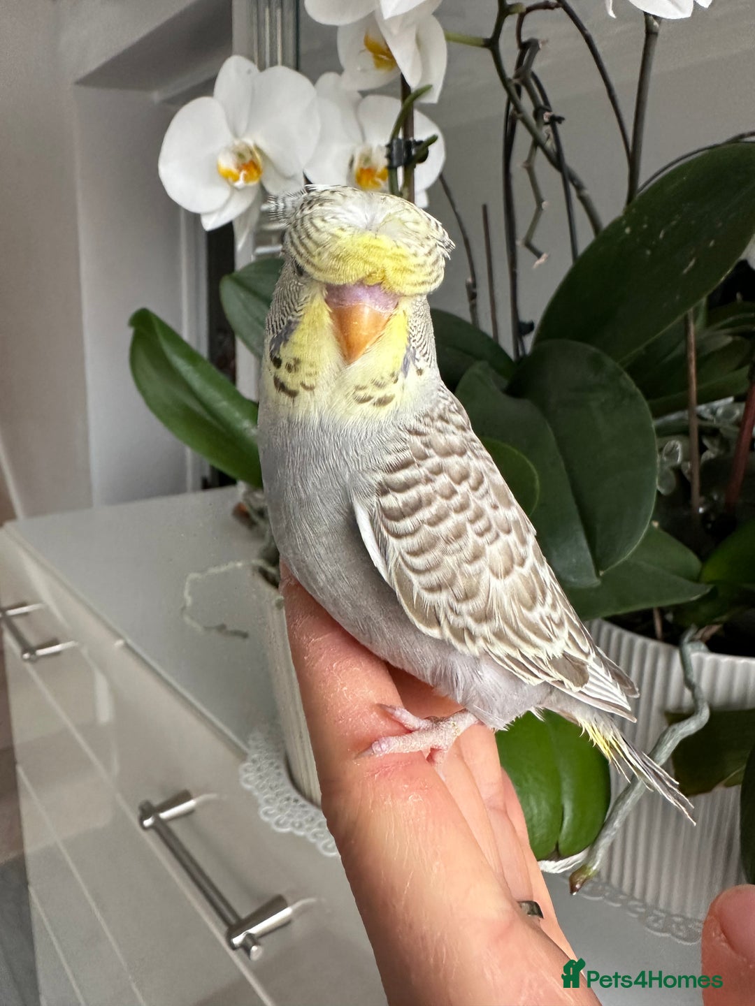 Budgerigars birds for sale: Hand Tame male crested baby budgie  - Image 2
