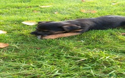 Mixed Breed dogs for sale: Border X Lakeland Terrier Puppies - Image 4