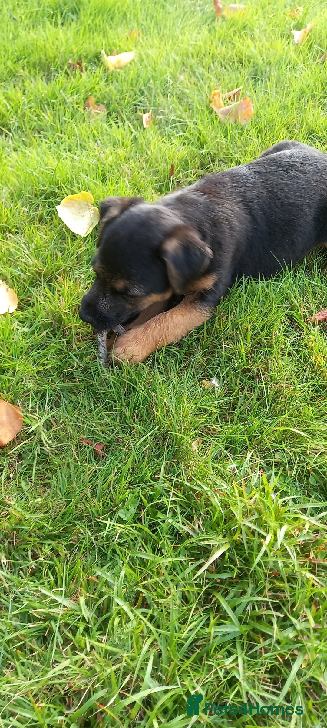 Mixed Breed dogs for sale: Border X Lakeland Terrier Puppies - Image 4
